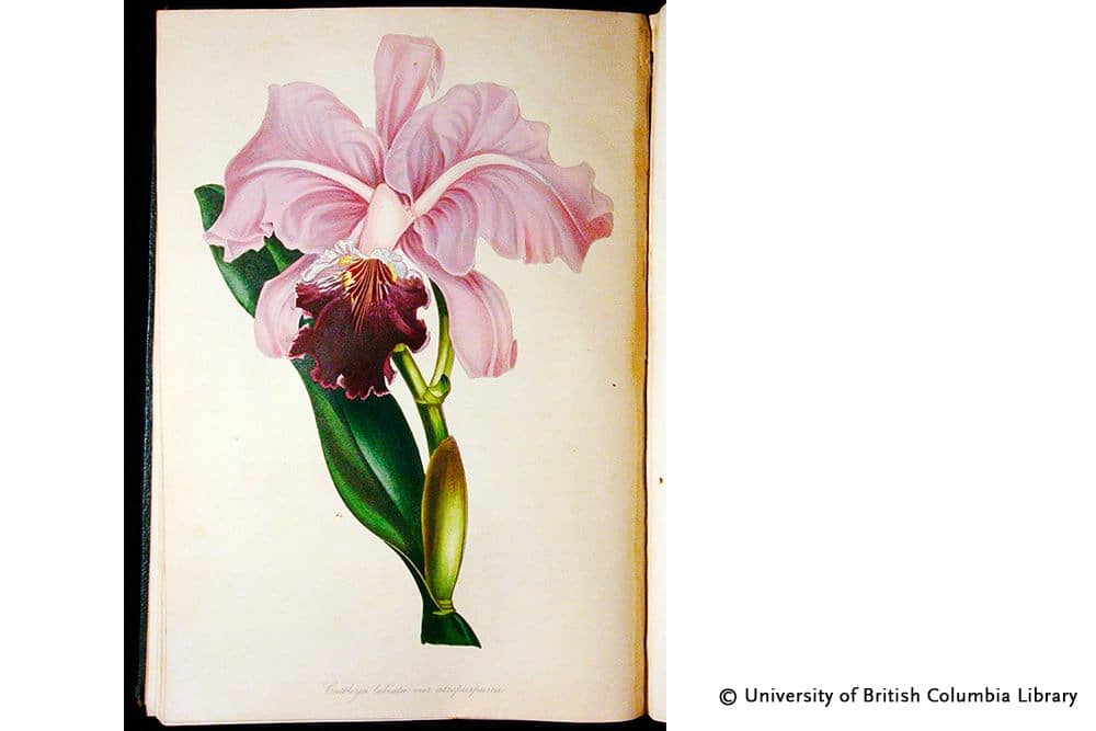 Brasilianische Orchidee - Notizbücher - DesignImgThree Image