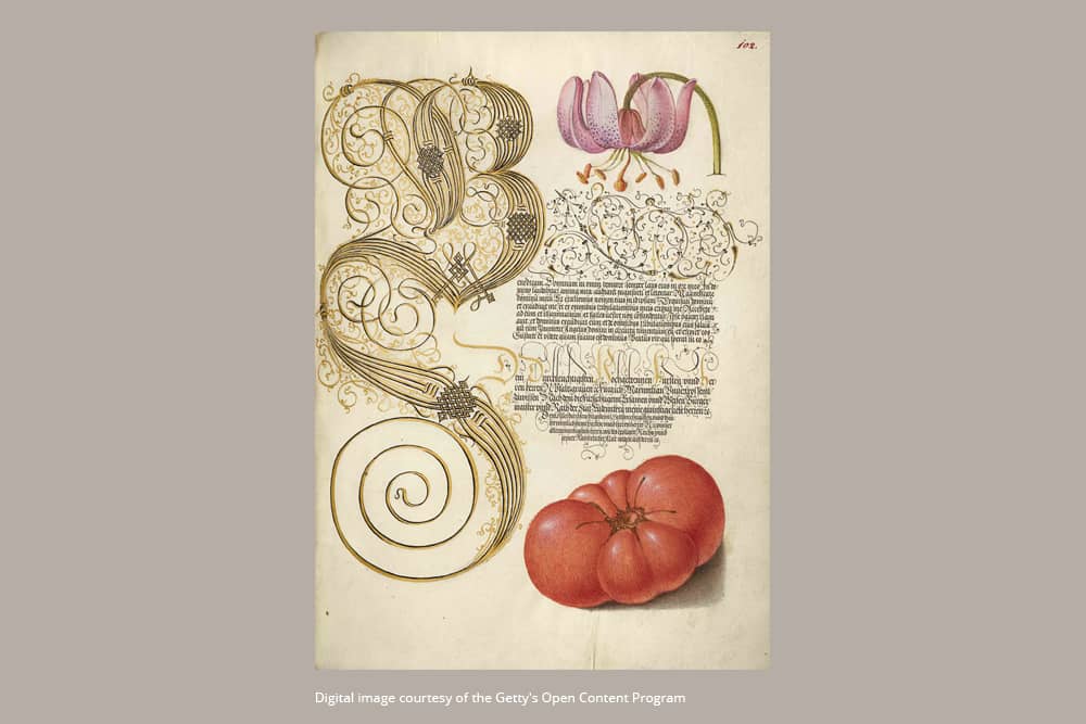 Lily & Tomato - Journals - DesignImgOne Image