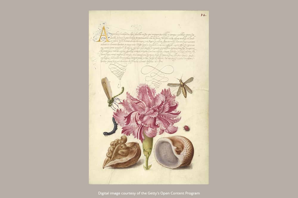 Pink Carnation - Journals - DesignImgTwo Image