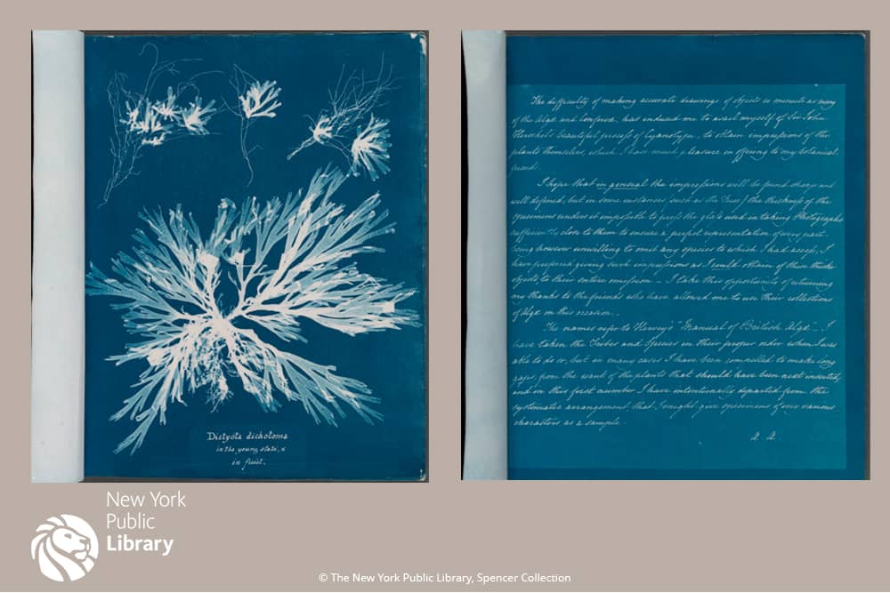 Fleurs Marines - Carnets - DesignImgFour Image