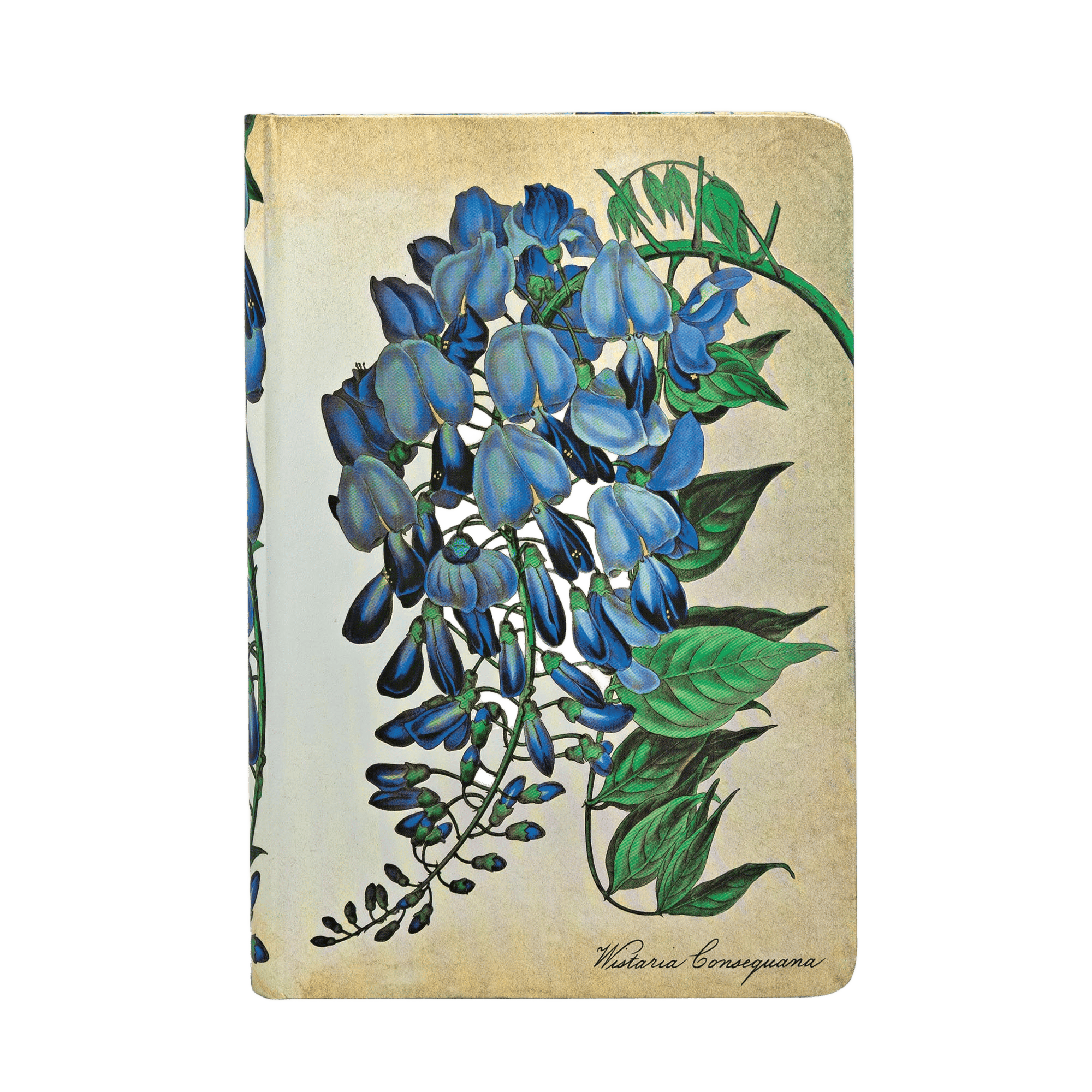 Blühende Glyzinie - Notizbücher - Front Image
