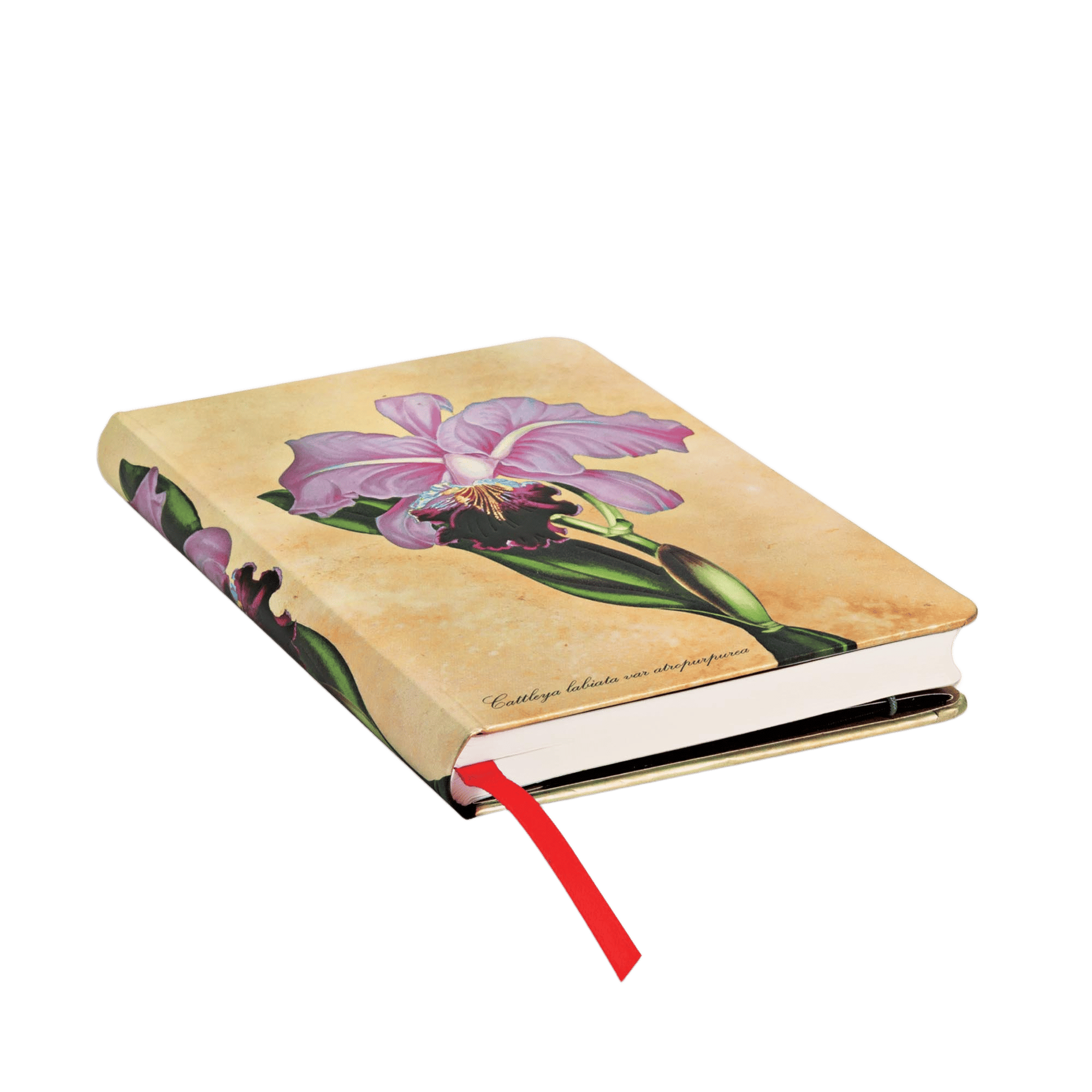 Brasilianische Orchidee - Notizbücher - Edge Image