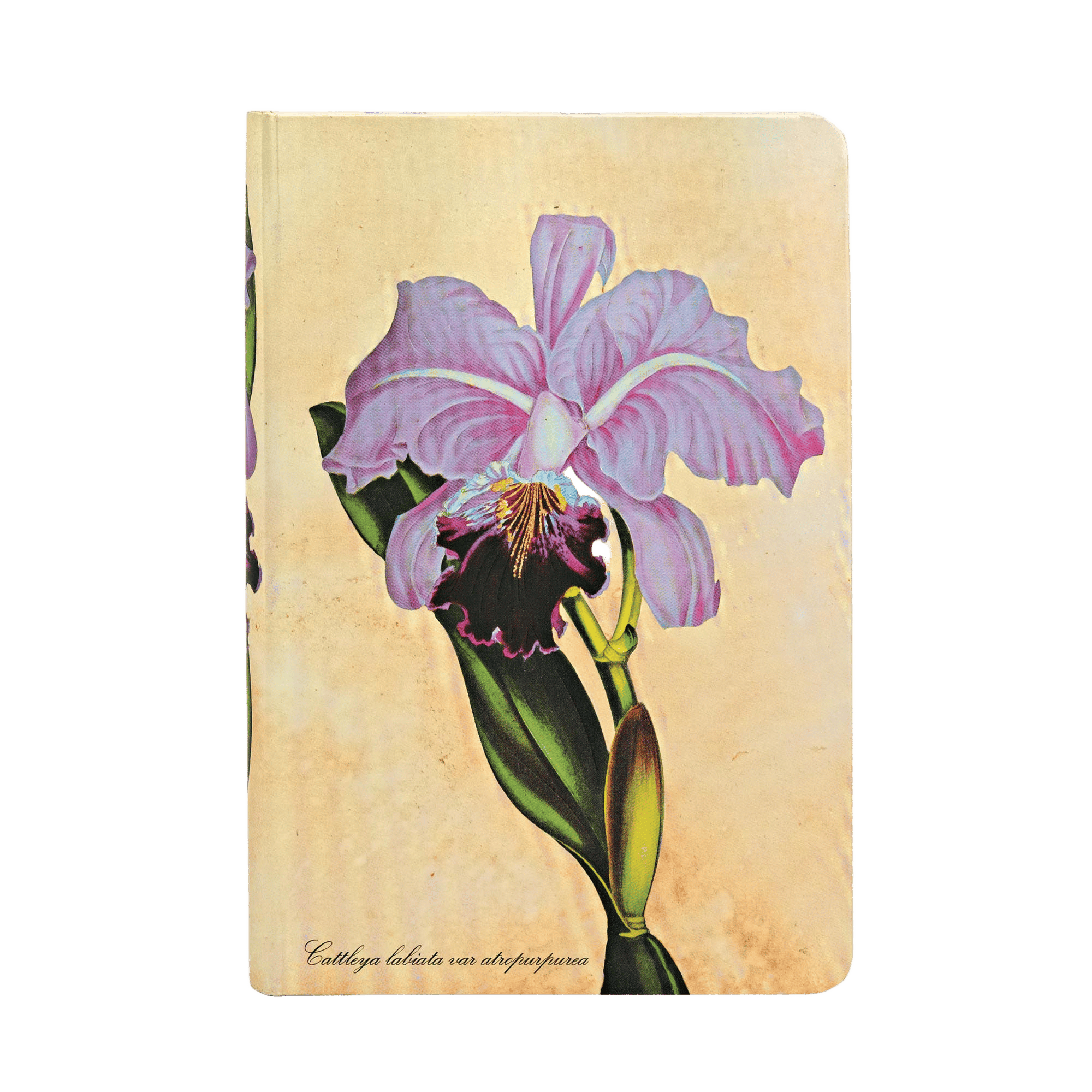 Brasilianische Orchidee - Notizbücher - Front Image