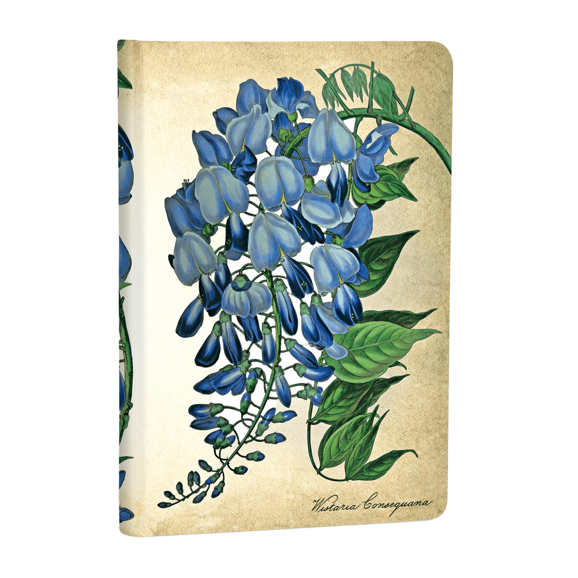 Blooming Wisteria - Journals - Angle Image