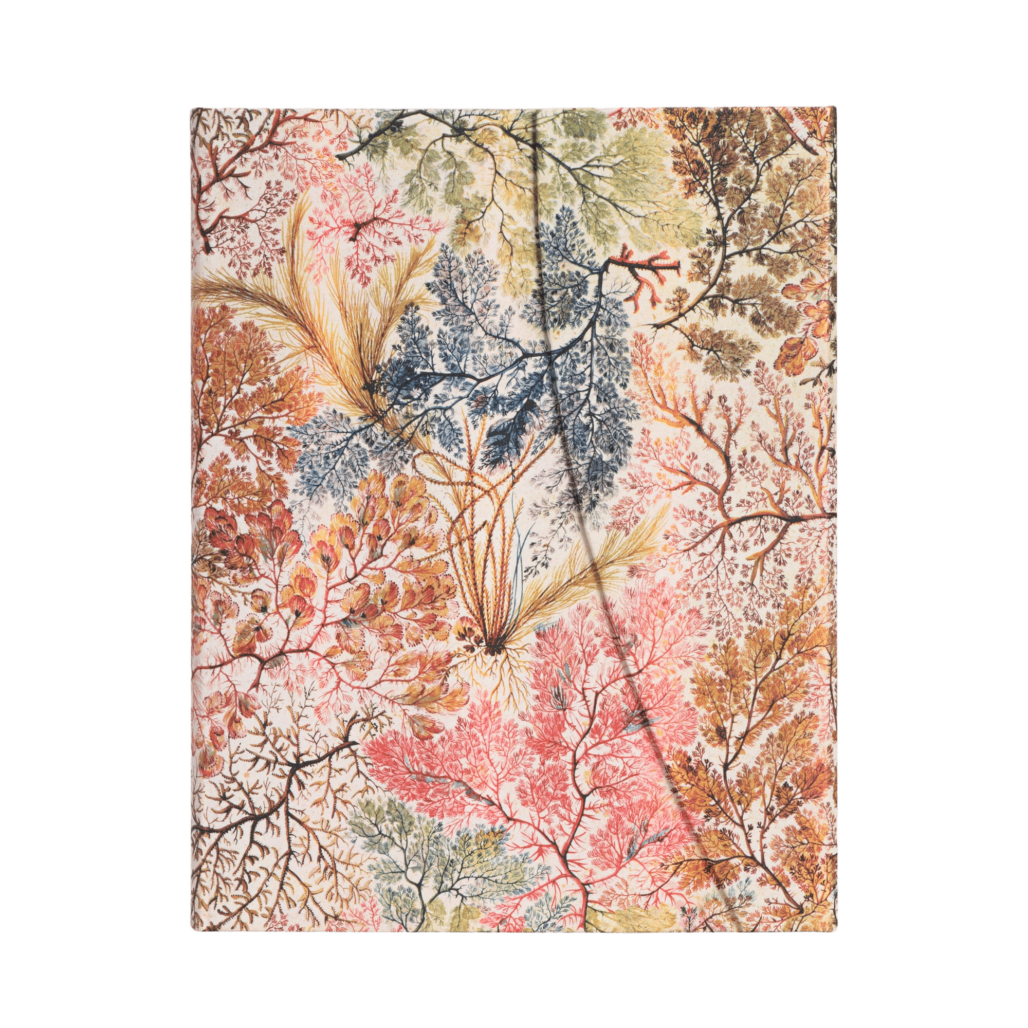 Anemone - Diari - Front Image