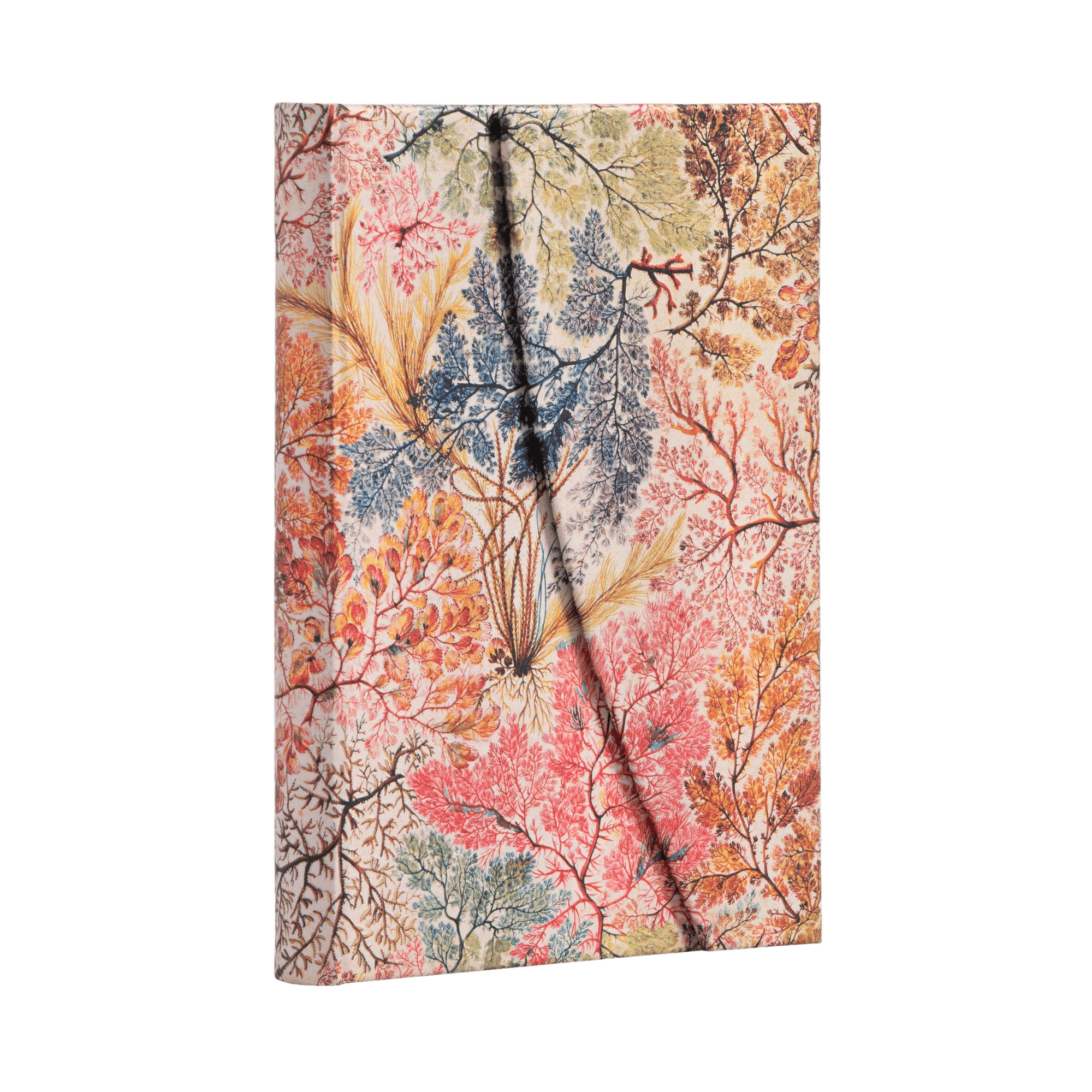 Anemone - Journals - Angle Image