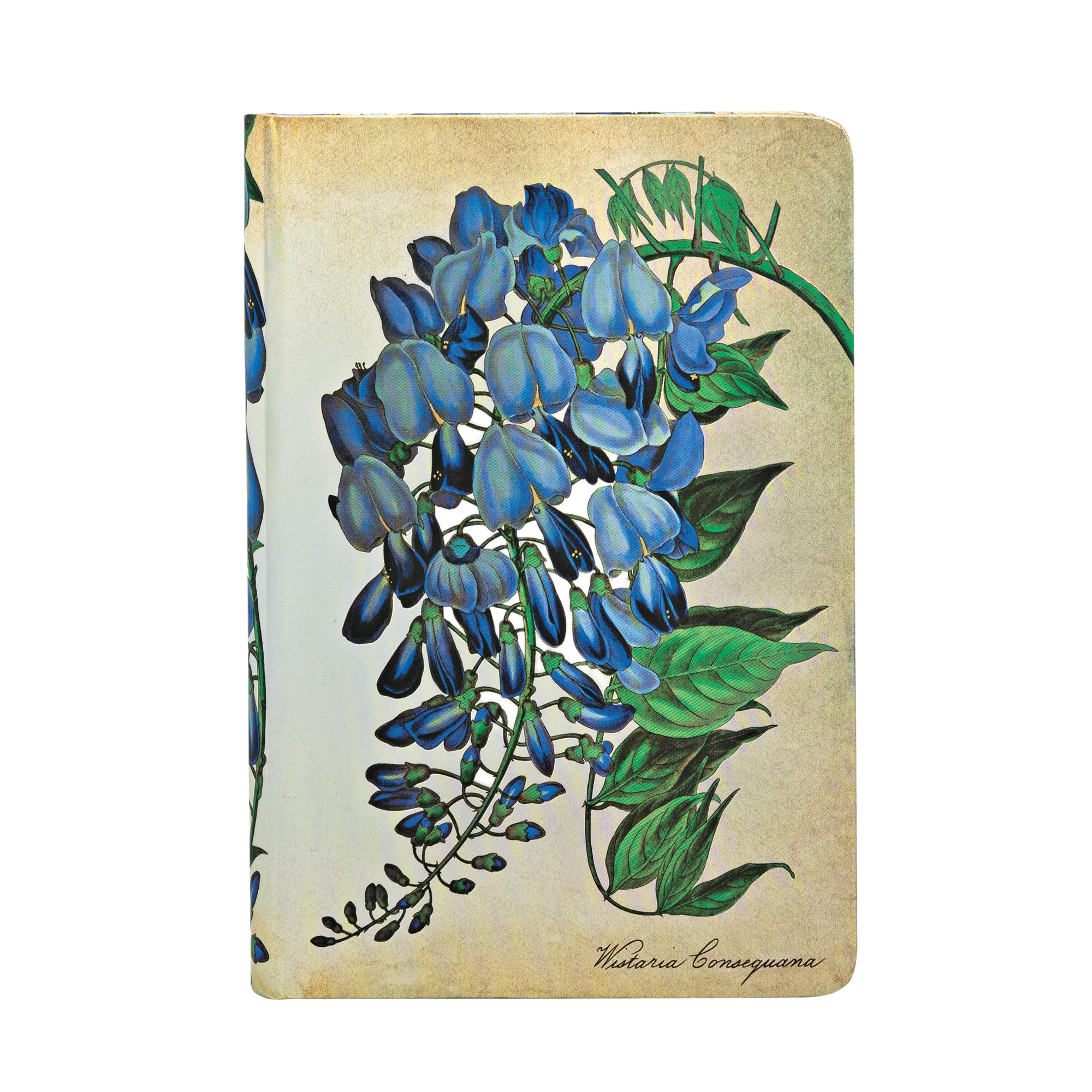 Blühende Glyzinie - Notizbücher - Front Image