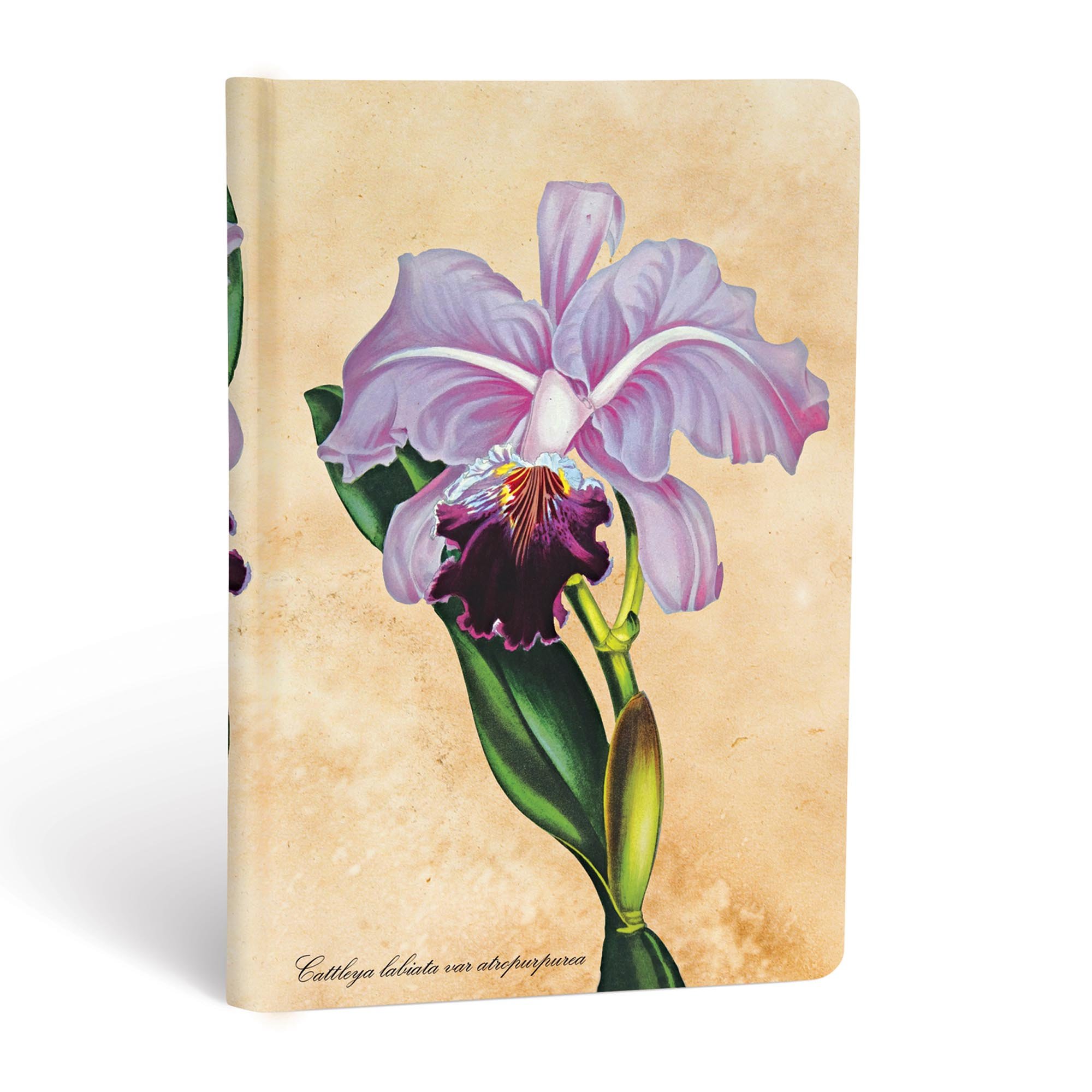 Brasilianische Orchidee - Notizbücher - Angle Image