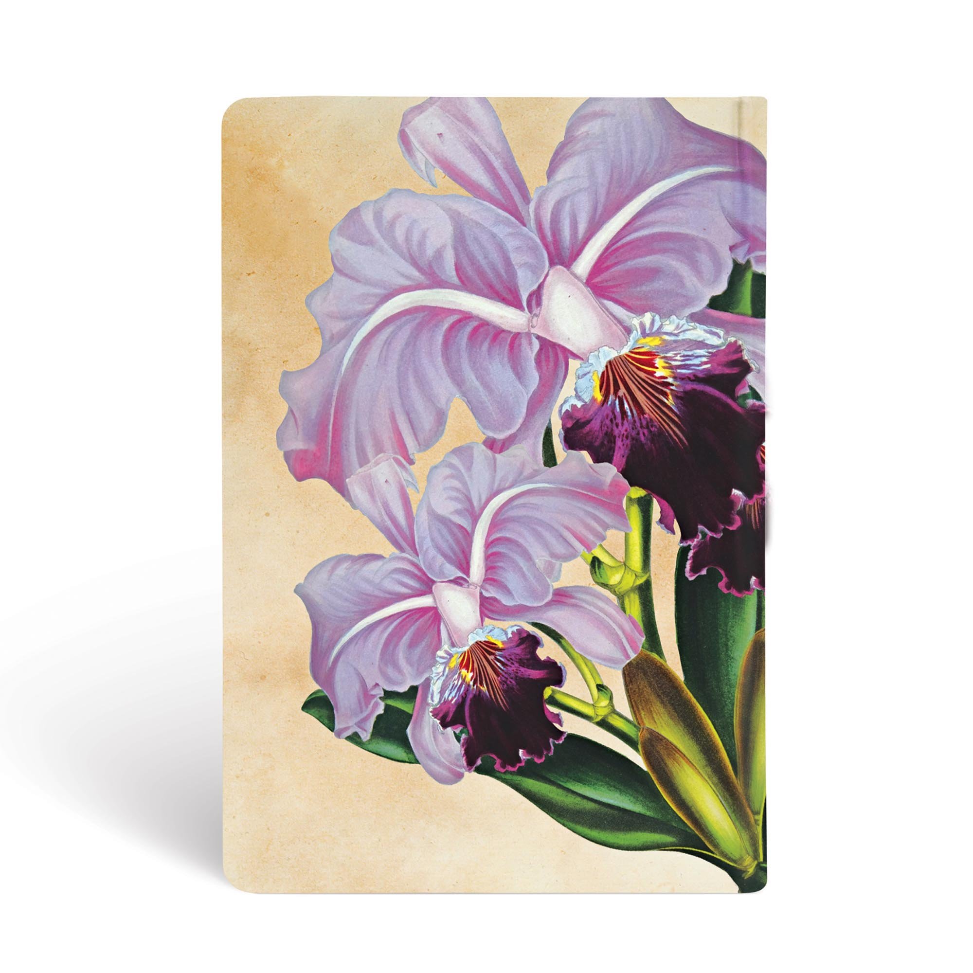 Brasilianische Orchidee - Notizbücher - Back Image