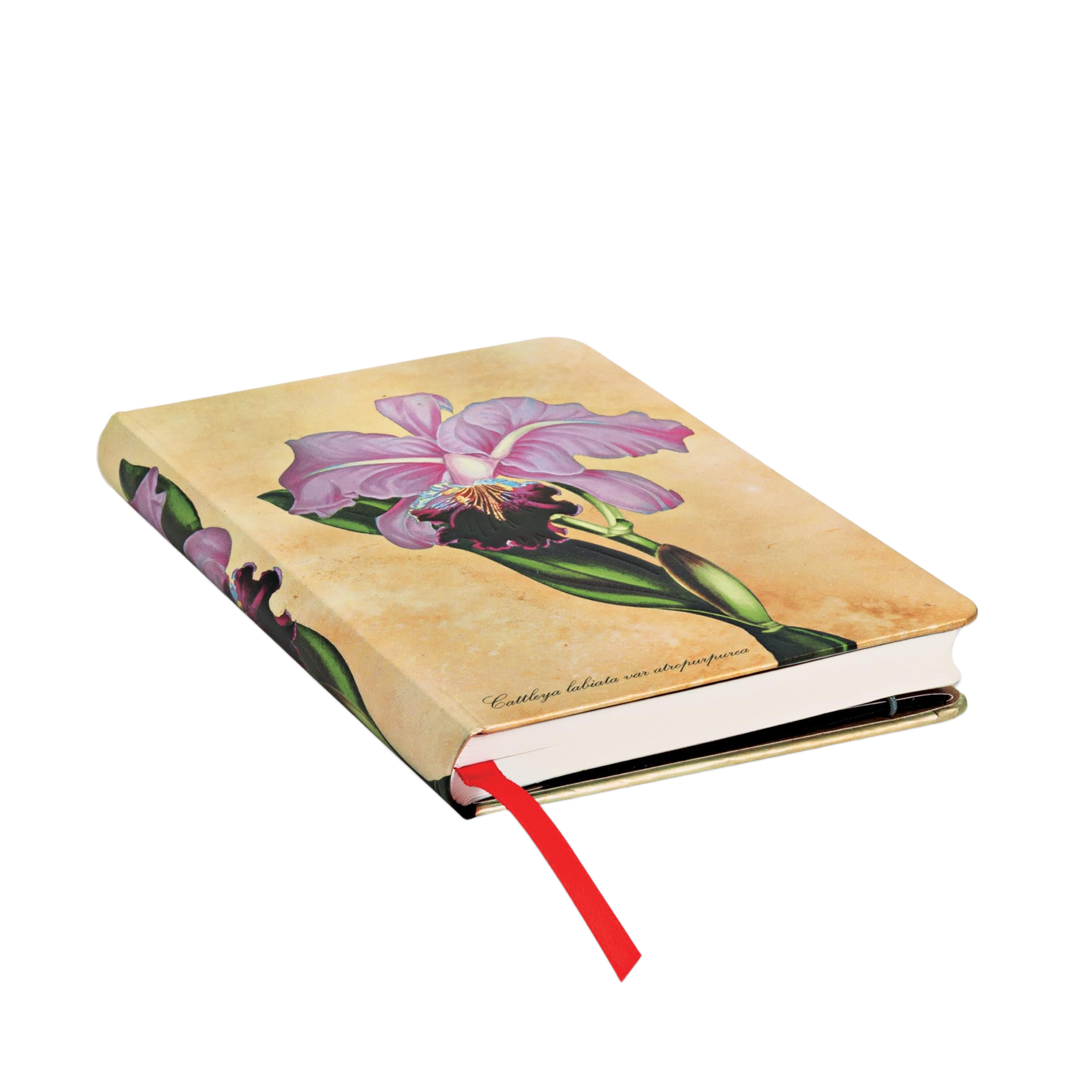 Brazilian Orchid - Painted Botanicals - Journals | Paperblanks