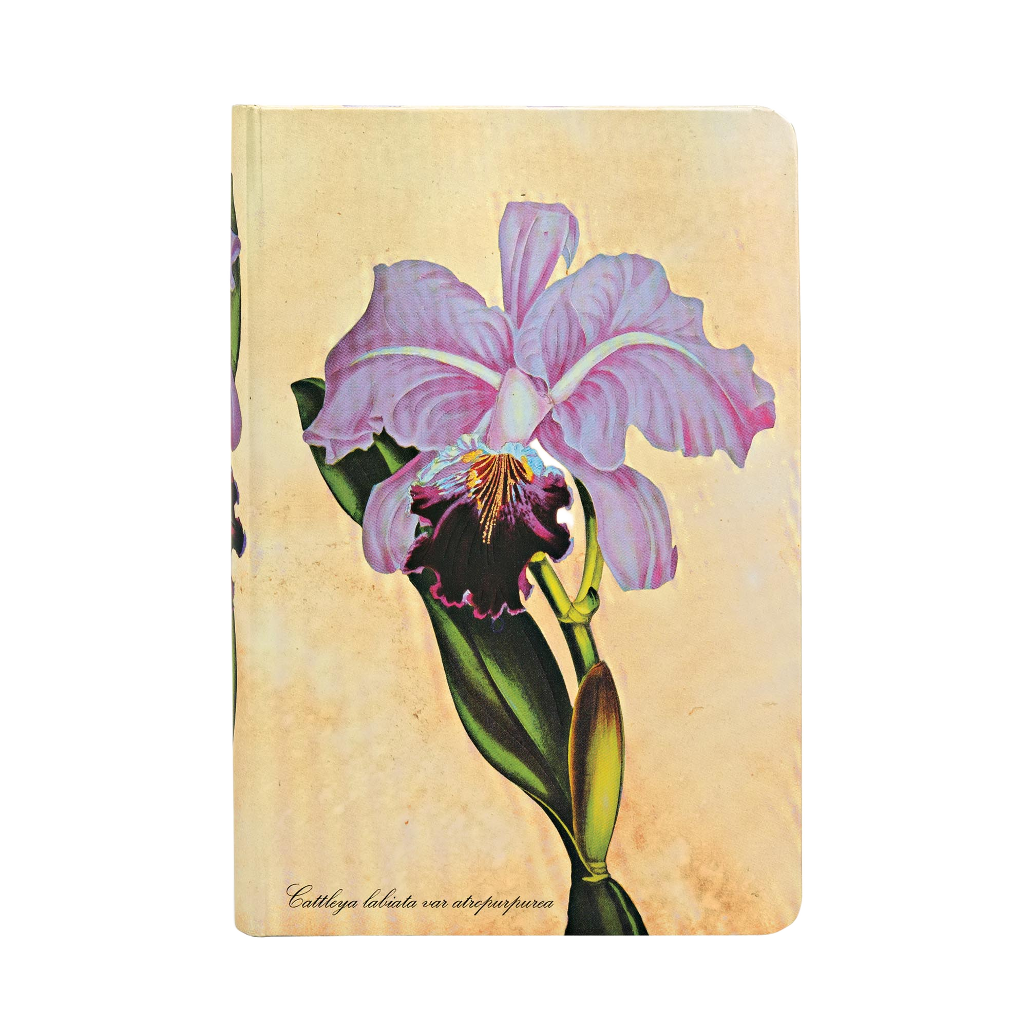 Brasilianische Orchidee - Notizbücher - Front Image