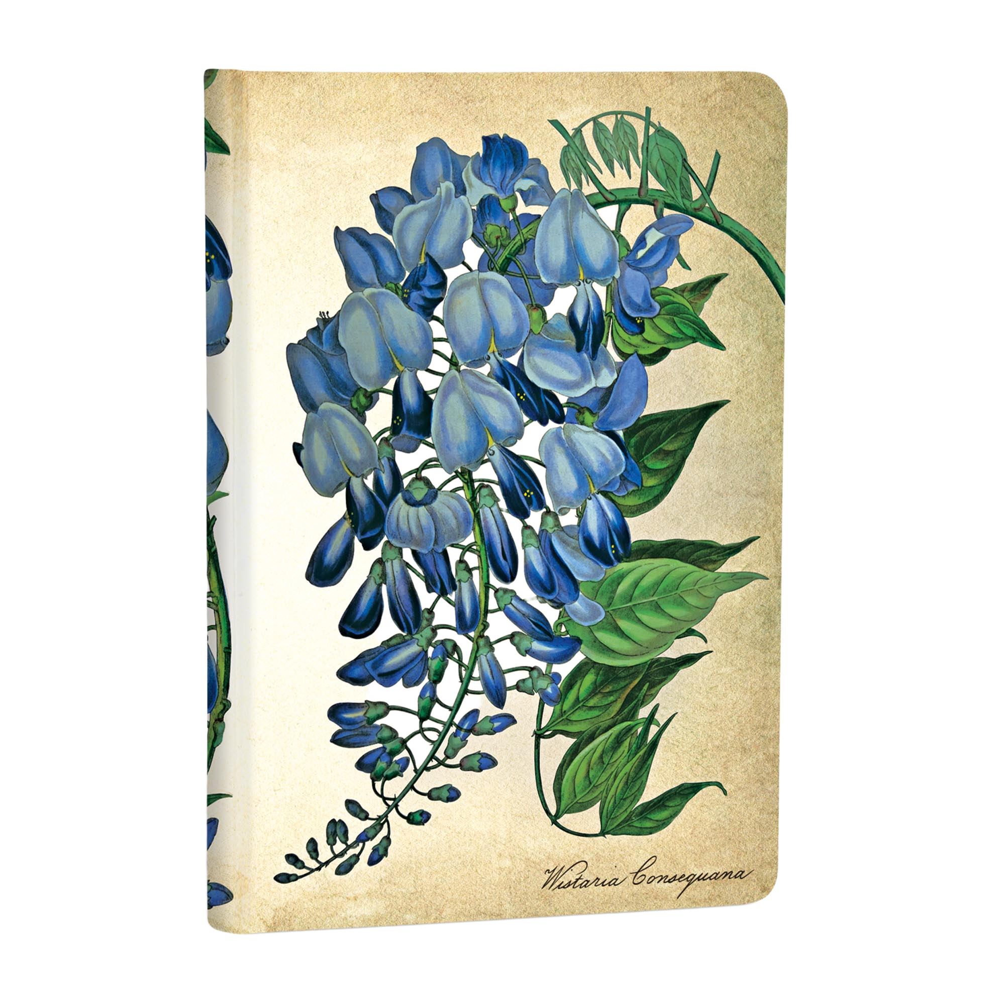 Blooming Wisteria - Journals - Angle Image