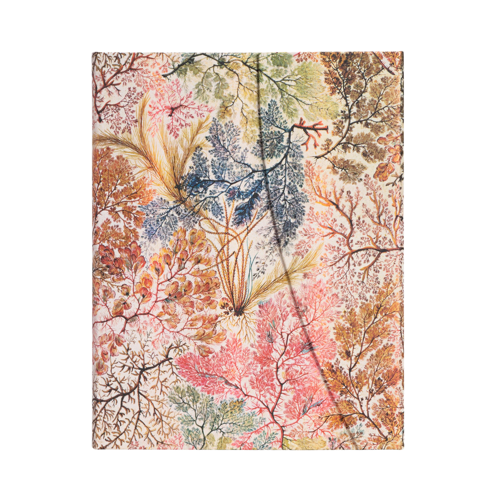 Anemone - Diari - Front Image