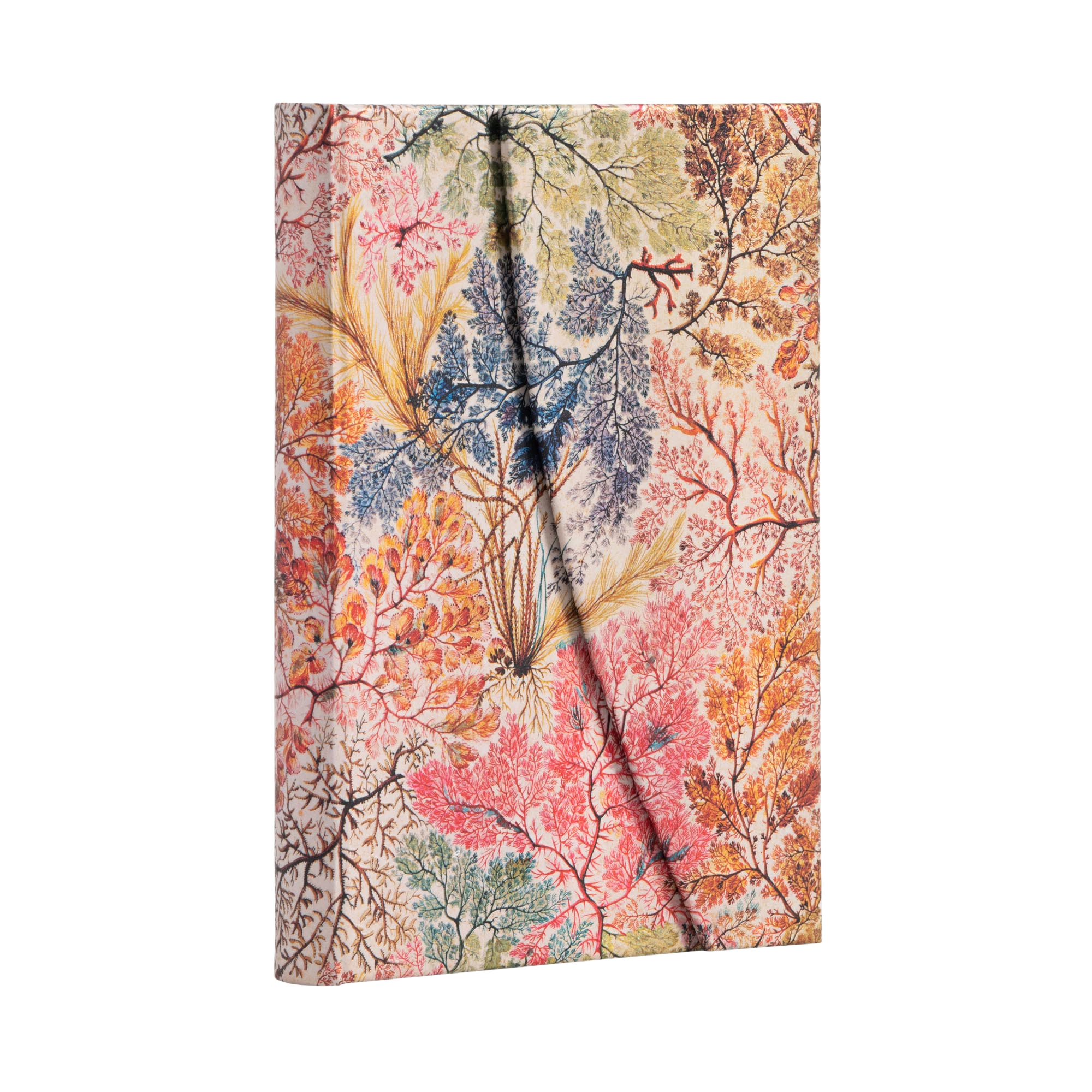 Anemone - Journals - Angle Image