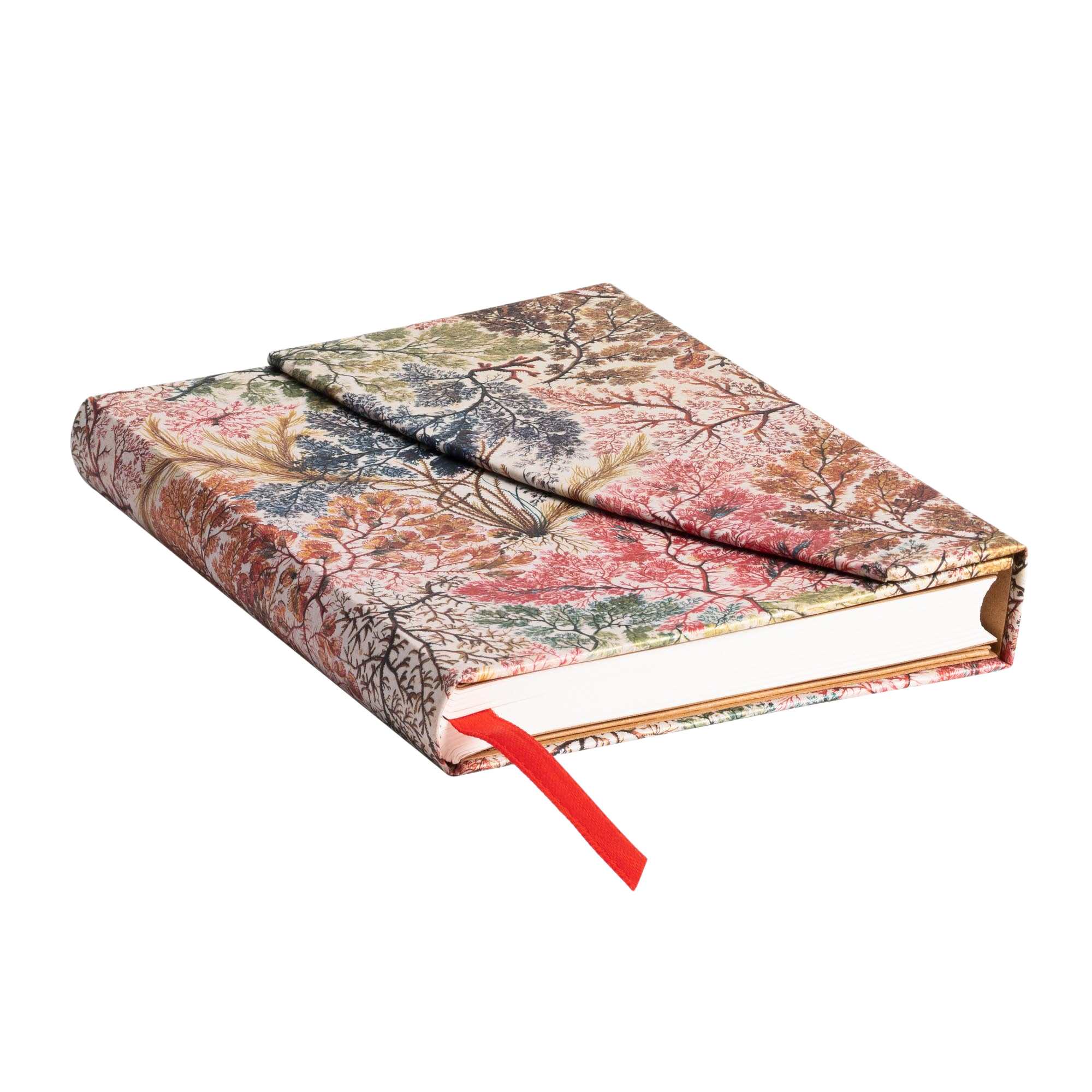 Anemone - Journals - Edge Image